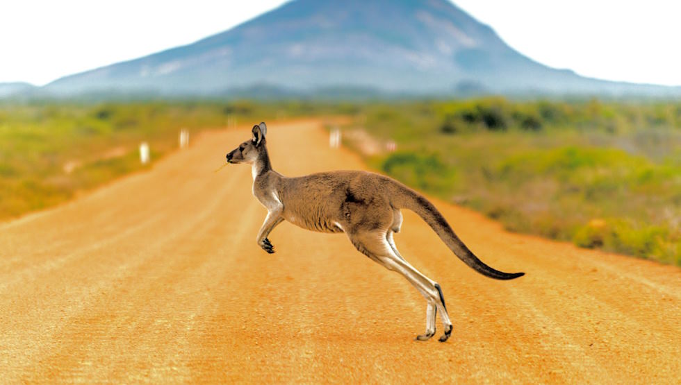conserve wildlife