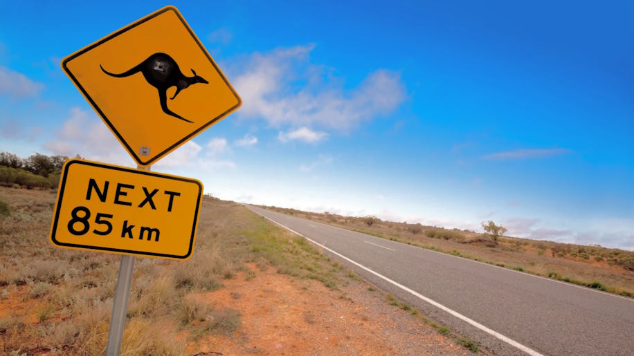 Avoiding Wildlife Collisions: Tips for Australian Drivers